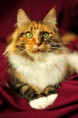 /album/galerie/maine-coon5-jpg/